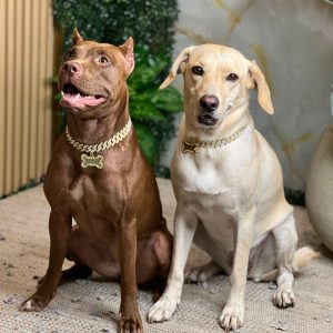 Cadena De Lujo Razas Grandes Placa